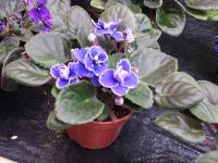 african violet