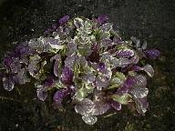 Ajuga reptans 'variegata'