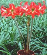 Amaryllis flowers