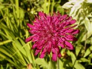 Armeria maritima photo