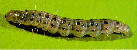 Armyworm