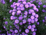 Aster novae-angliae