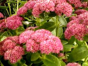 Sedum telephium