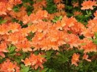 Azalea in Bloom