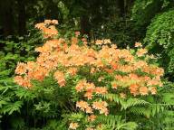 Azalea