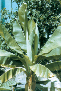 Banana plant