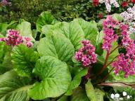 Bergenia in the garden