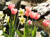 spring flowering bulbs