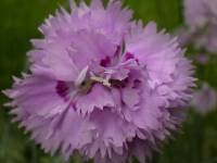 Pink Carnation