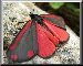Butterflies and Moths for your desktop