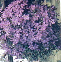 Clematis Jackmanii