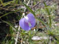 Butterfly Pea