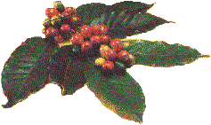 Coffea arabica