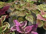 Coleus blumei