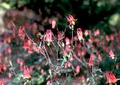 Columbine