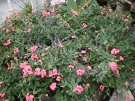 Euphorbia splendens, Crown of Thorns