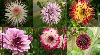 Dahlia Photo Gallery