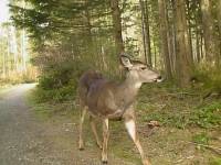 Blacktail Deer