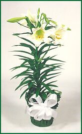 Easter Lily