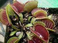 Venus Flytrap