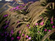 Fountain grass