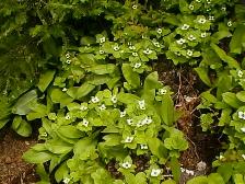 Bunchberries growing with Queens Cups