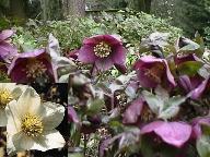Christmas rose