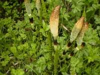 Horsetails