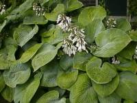 Hosta