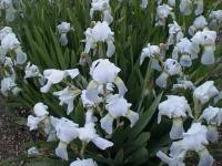Bearded Iris Plant