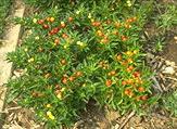 Jerusalem cherry image