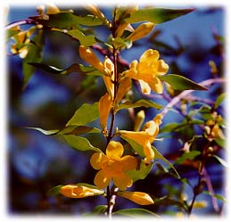Carolina Jessamine