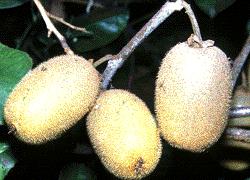 kiwi fruit