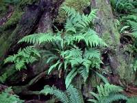 Ferns thrive in the shade