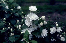 Mock orange