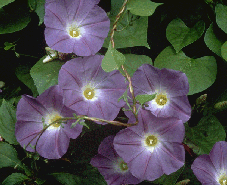 morning glory