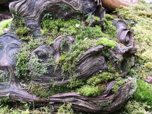 Mosses and Lichens growing on a burl