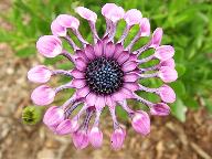 Osteospermum