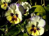 pansy