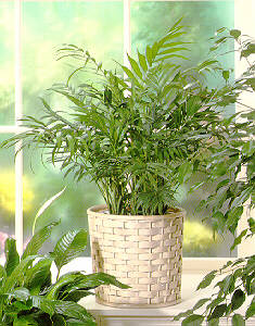 Parlor palm