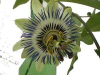 Passiflora incarnata, Passion flower