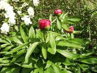 Peony in Bloom
