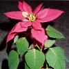 Poinsettias