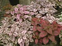 Hypoestes, the Polka Dot plant