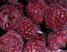 Red Raspberries