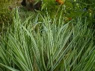 Ribbon grass