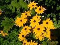 Rudbeckia hirta
