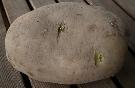 Seed potato