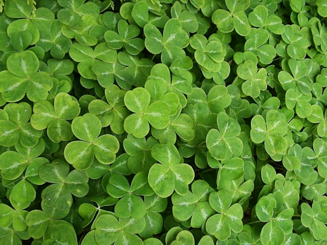 Shamrocks