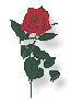 Don't forget your Valentine!